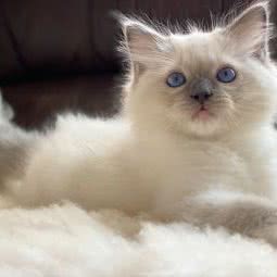 comefairy轩轩猫舍:上海城区嘉定区外冈镇附近