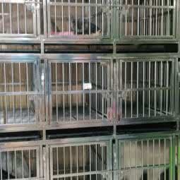 宠爱有家:上海城区嘉定区封浜镇附近