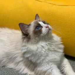 萌宠当家宠物生活馆:上海城区嘉定区江桥万达广场附近