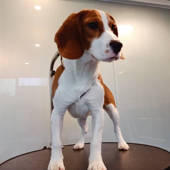 宠物林管家(博览汇广场店):上海城区浦东新区世纪公园/科技馆附近