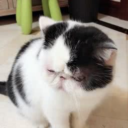 PETKIT小佩宠物(锦安店):上海城区浦东新区世纪公园/科技馆附近