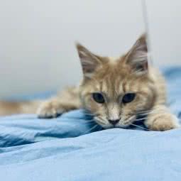 PETKIT小佩宠物(杜鹃店):上海城区浦东新区世纪公园/科技馆附近