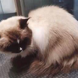 夏沫沫的宠物店(门头馨园店):北京城区海淀区香山/植物园附近