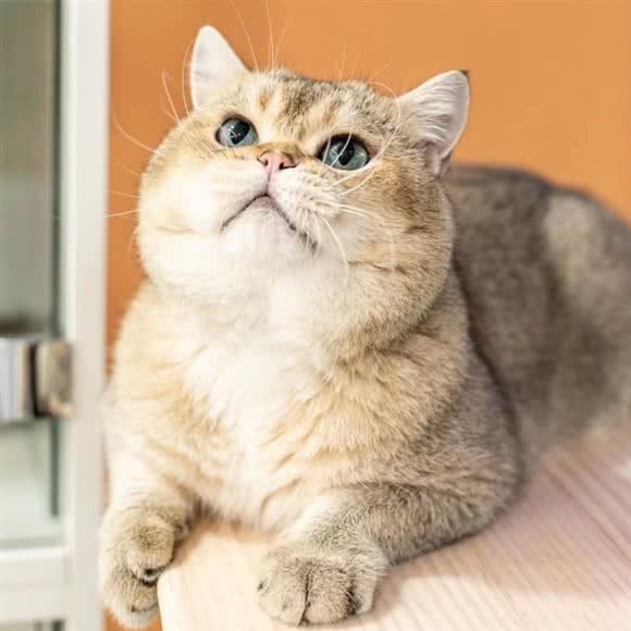 拼猫猫·猫舍·猫咪SAP(浦东八佰伴店):上海城区浦东新区八佰伴附近