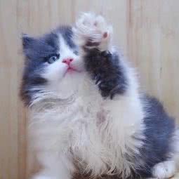 尾巴世界猫舍 宠物店 猫咖:上海城区浦东新区八佰伴附近