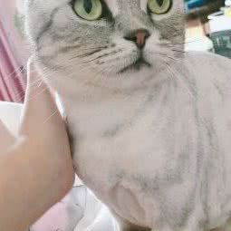 PETKIT小佩宠物狗:上海城区浦东新区金桥附近