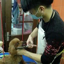 米奇宠物:上海城区浦东新区金桥附近