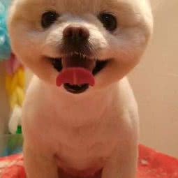 萌宠小屋宠物店:北京城区海淀区香山/植物园附近