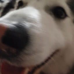 小诺宠物(爱法新城店):上海城区浦东新区金桥附近