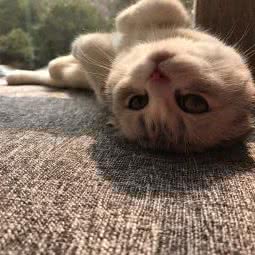 布丁宠物(长岛店):上海城区浦东新区金桥附近