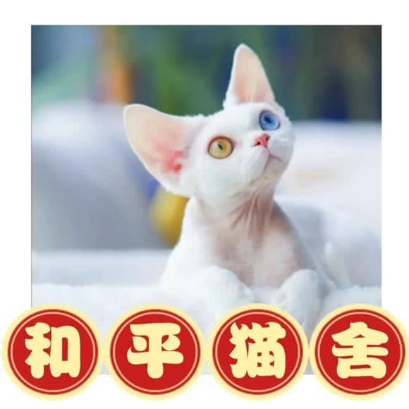 HP&Cats德文卷毛猫舍:北京城区海淀区香山/植物园附近