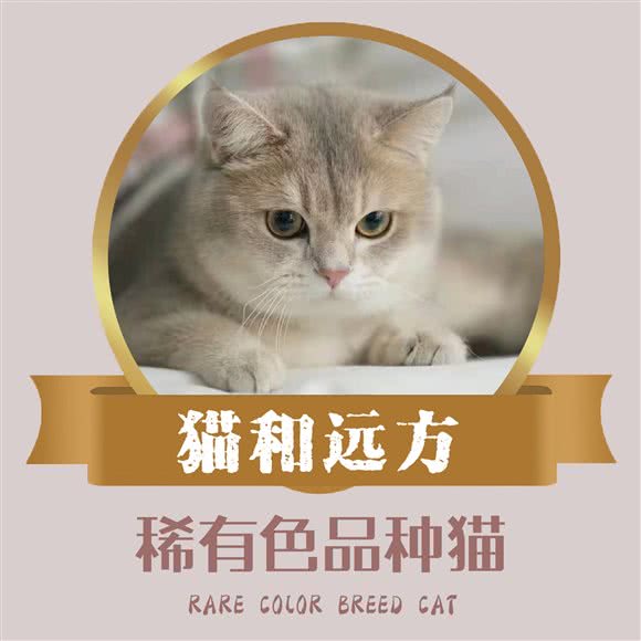 猫和远方·稀有色品种猫:上海城区浦东新区金桥附近