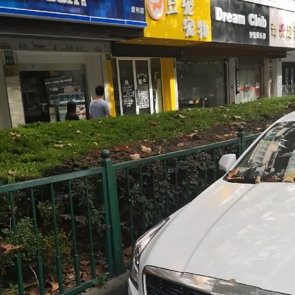 豆宠宠物·布偶矮脚缅因:上海城区浦东新区上南地区附近