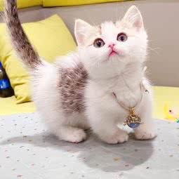 四个爪爪猫舍:上海城区浦东新区上南地区附近