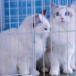 贝拉斯布偶猫舍:上海城区浦东新区上南地区附近