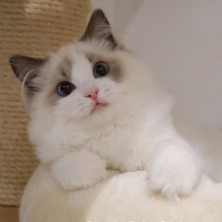 小米宠物店(芳华路店):上海城区浦东新区张江附近