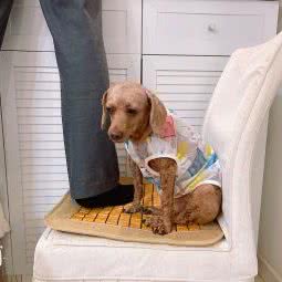 悠宠宠物:上海城区浦东新区张江附近