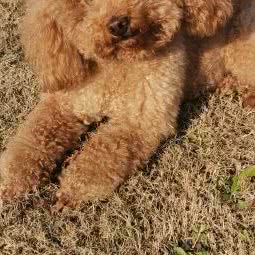 汇宠狗狗:上海城区浦东新区张江附近