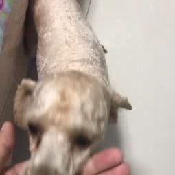 趣尚宠物:上海城区浦东新区张江附近