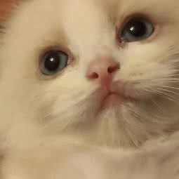 coraline布偶猫舍:上海城区浦东新区张江附近