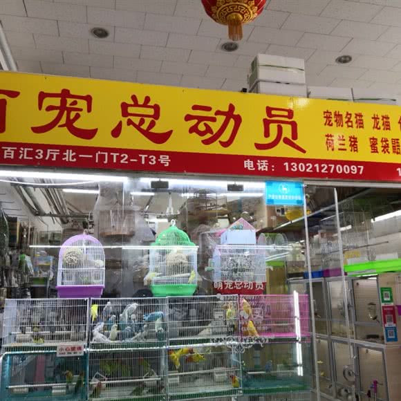 萌宠总动员:北京城区海淀区西三旗附近