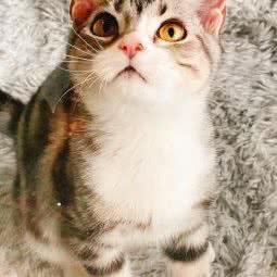 PETKIT 小佩宠物(浦东大道店):上海城区浦东新区源深体育中心附近