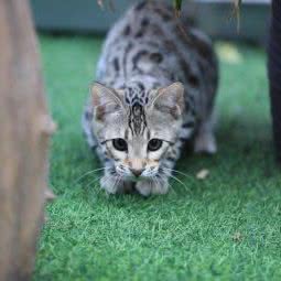 劳尔家孟加拉豹猫:上海城区浦东新区源深体育中心附近