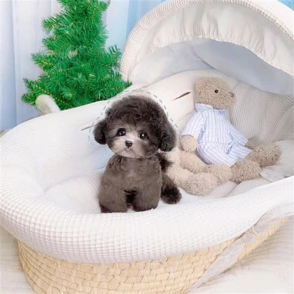 沪上名宠(浦东店):上海城区浦东新区源深体育中心附近