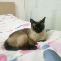 居家式纯猫咪寄养:上海城区浦东新区临沂/南码头附近