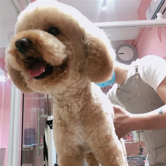 GENTLE BEAST温柔恶魔宠物生活馆:上海城区浦东新区康桥/周浦附近