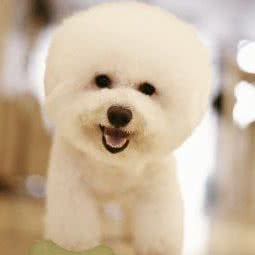 诺同宠物店(秀沿路店):上海城区浦东新区康桥/周浦附近