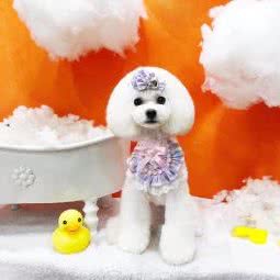 柠檬乐宠宠物生活馆:上海城区浦东新区康桥/周浦附近