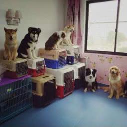 帅宠训犬工作室:上海城区浦东新区康桥/周浦附近