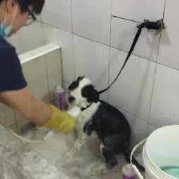 瑞典宜宠宠物店(瑞浦路店):上海城区浦东新区康桥/周浦附近