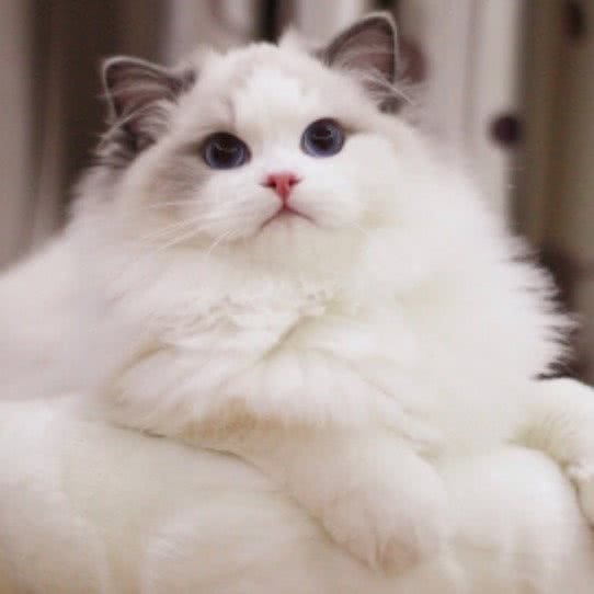 宠府:上海城区浦东新区康桥/周浦附近