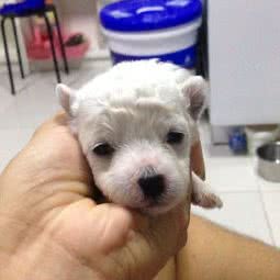 迷雪PetGrooming(周浦店):上海城区浦东新区康桥/周浦附近