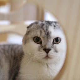 Million Coffee咪粒儿猫咖:上海城区浦东新区康桥/周浦附近