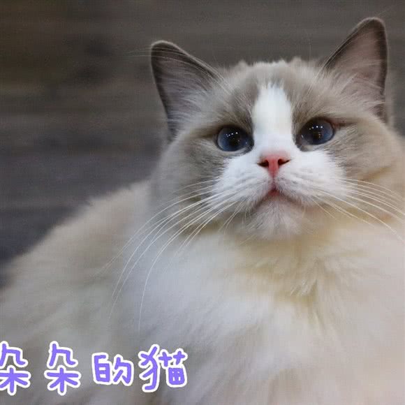 朵朵的猫:上海城区浦东新区康桥/周浦附近