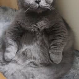 莉莉娅猫舍:上海城区浦东新区康桥/周浦附近