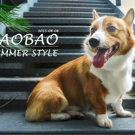 爱多宝柯基柴犬犬舍:上海城区浦东新区康桥/周浦附近