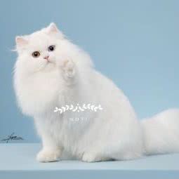 NOYi猫舍:上海城区浦东新区康桥/周浦附近