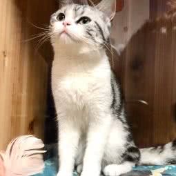 戴安妮寄养繁殖猫舍:上海城区浦东新区康桥/周浦附近