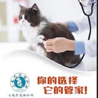 小尾巴宠物医院·猫科动物眼科:上海城区浦东新区康桥/周浦附近