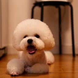 果多果多宠物基地:上海城区浦东新区金杨地区附近