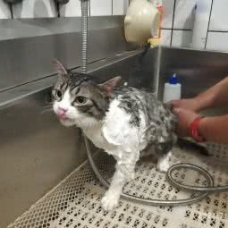 萌宠当家:上海城区浦东新区金杨地区附近