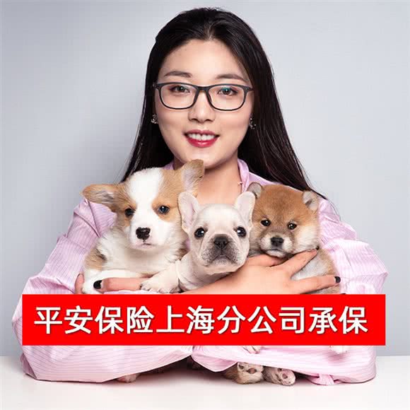 秋名山·日本柴犬秋田犬专业犬舍:上海城区浦东新区川沙附近