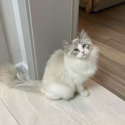 遇缘宠物:上海城区浦东新区川沙附近