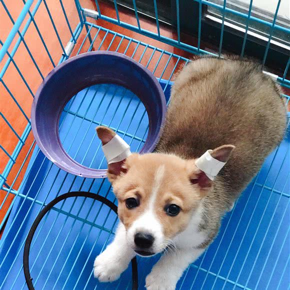 旺佳爱宠:上海城区浦东新区川沙附近