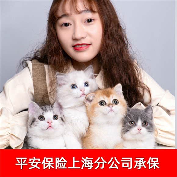 铲屎公社:上海城区浦东新区川沙附近