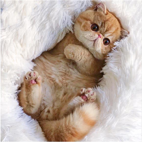 佩塔宠物:上海城区浦东新区川沙附近